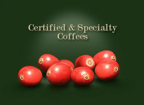 Ripe coffee cherries on a Peruvian coffee farm