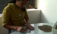 Jute export bags of Peruvian green coffee in a warehouse