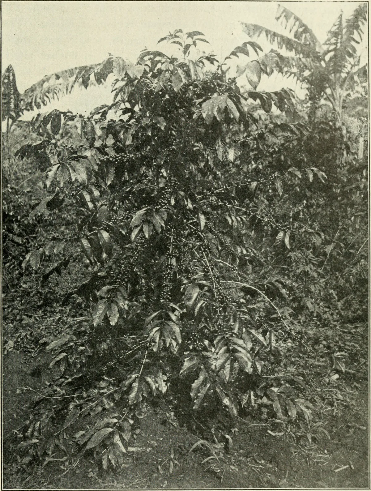 Peruvian coffee farmers — source of Gourmet HB specialty coffee