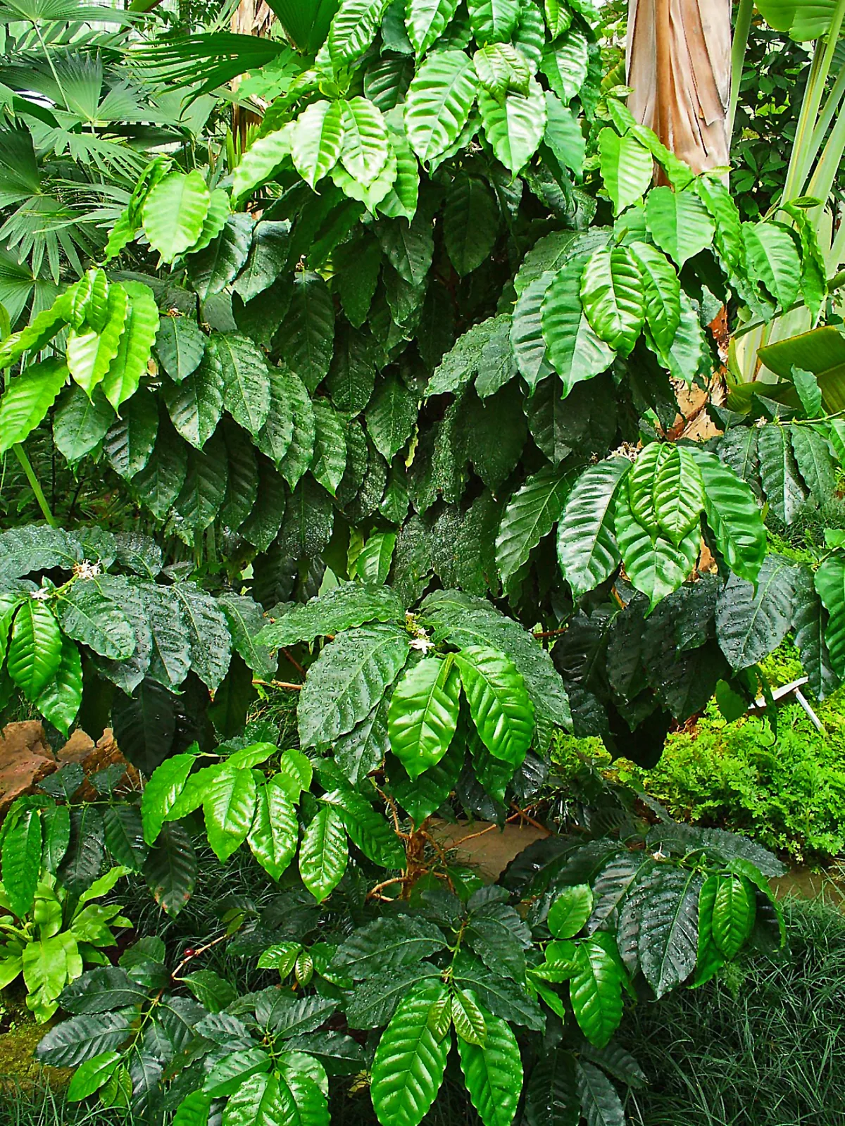 Peruvian Grade 2 MCM washed green coffee beans