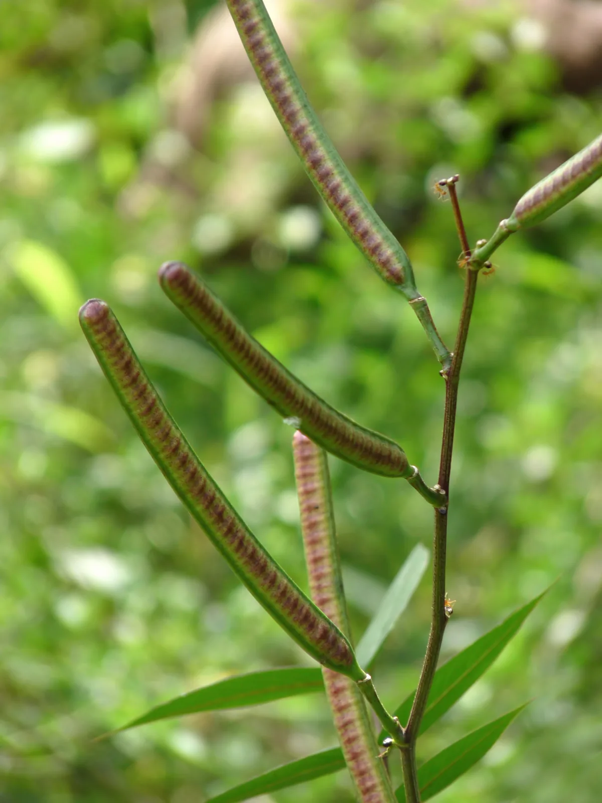 Organic certified Peruvian green coffee beans