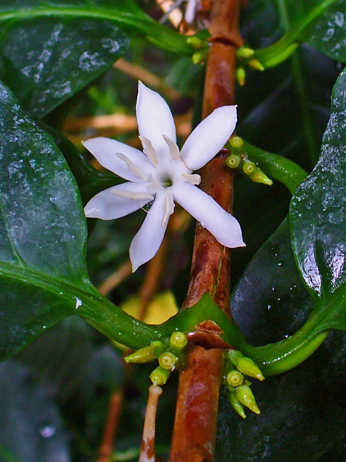 Peruvian coffee landscapes — origin of Peruvian Mix grade
